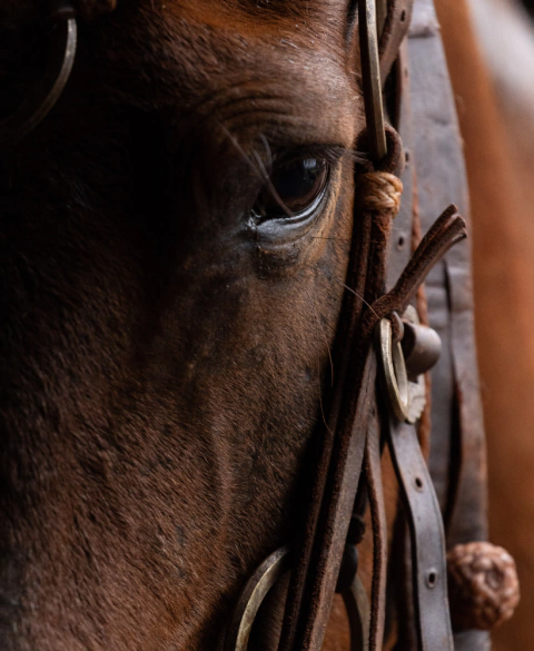 Carrusel Tatanka Clothes