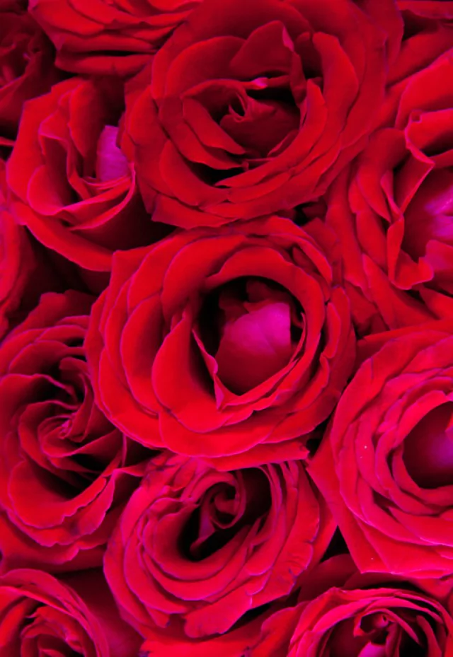 RO20 - Florero con 2 docenas de rosas en internet