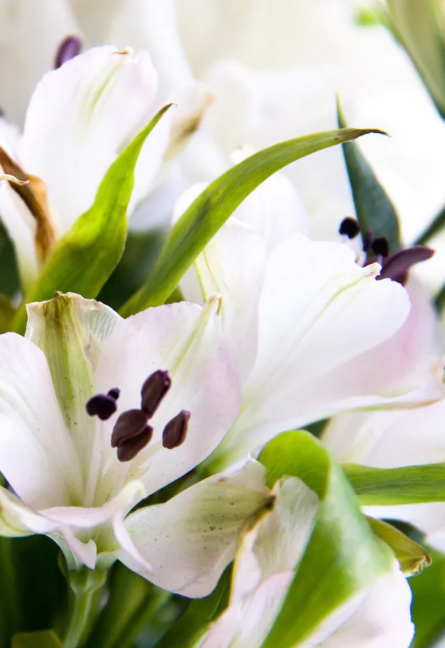 A119 - Arreglo Mixto en tonos blancos en internet