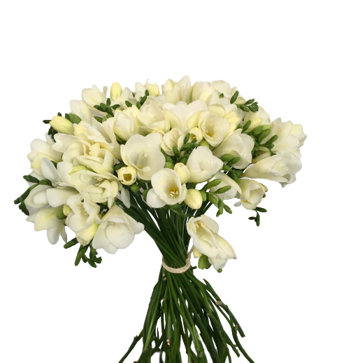 R128 - Ramo con fresias en internet