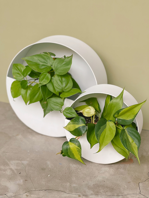 MACETERO NOLITA BLANCO