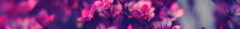 Banner de la categoría Camisas / Blusas
