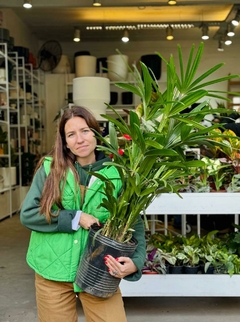 RAPHIS EXCELSA MEDIANA - comprar online