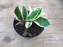 75 - Hoya Carnosa tricolor (Flor de Cera)