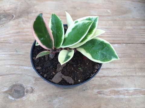 75 - Hoya Carnosa tricolor (Flor de Cera)
