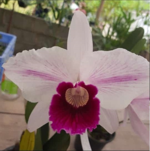 L. Purpurata Striata x Magnifica do Sergio / Tamanho 25 centimetro