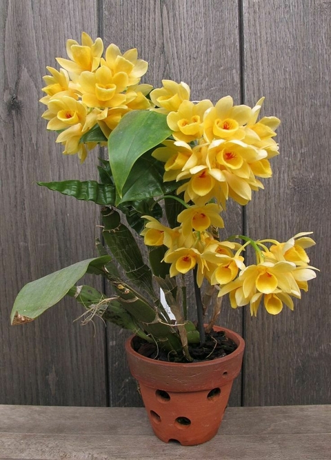 Dendrobium sulcatum adulto