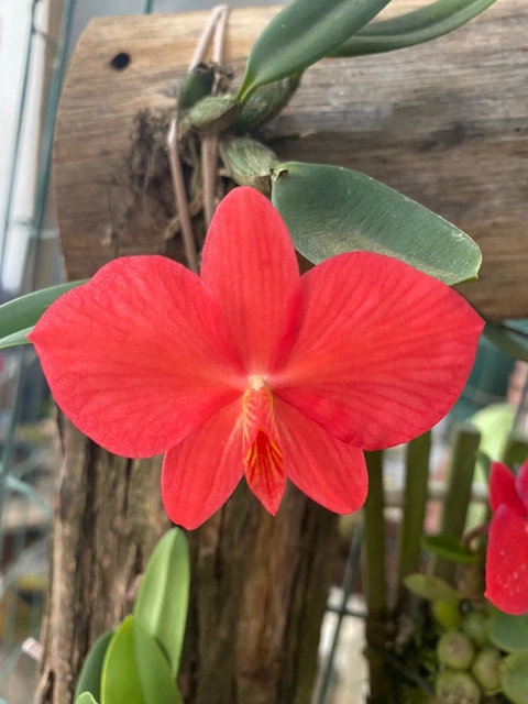 Sophonitis Brevependenculata / Adulta