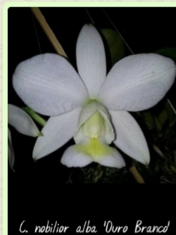 C. Nobilior Alba Bela Vista self / Tamanho 3