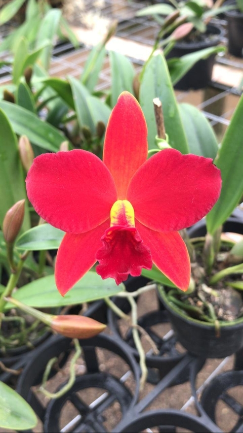 Orquidácea Primeiro Amor / Adulta