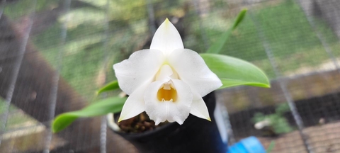 Laelia Alaori Alba / pre-adulta - comprar online