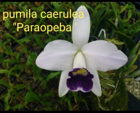 Hadrolaelia Pumila (Coerulia George Suzuki x Coerulia Paraopeba) tamanho 3 (NO TOQUINHO)