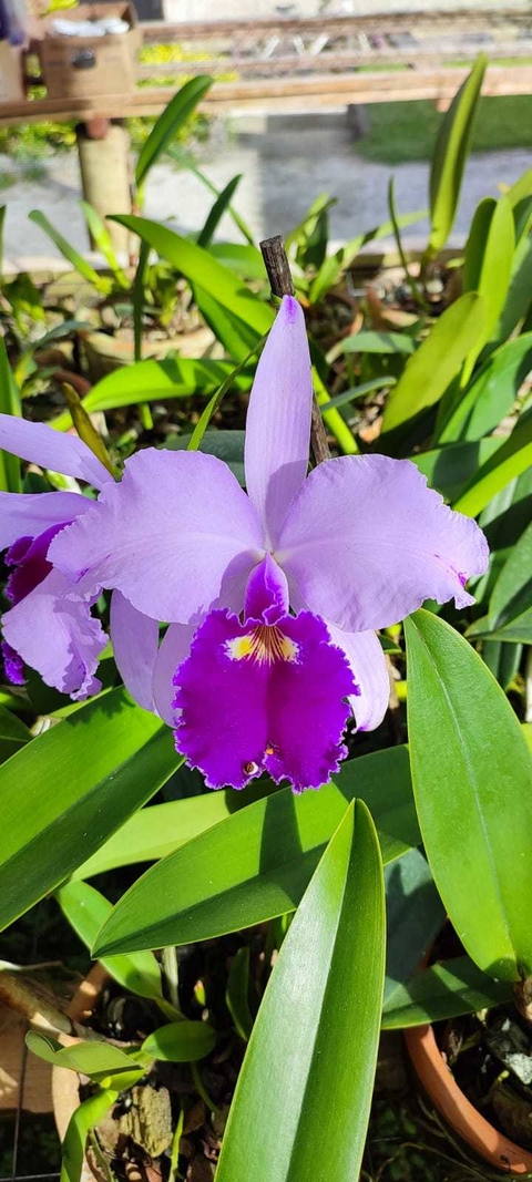 C. Warscenwiczii Tipo x Tipo / Tamanho 3 - comprar online