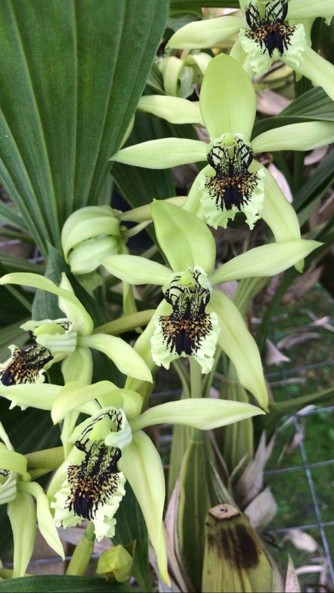 Coelogyne Pandurata - Corte