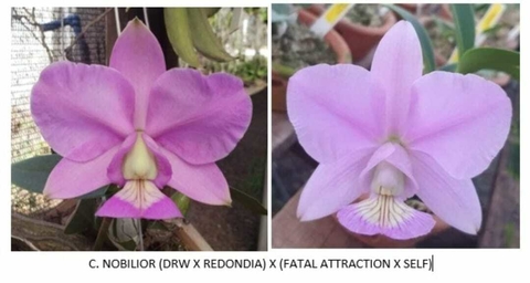 C. Nobilior (DRW X Redondia) x (Fatal Atraction x Self) / tamanho 4