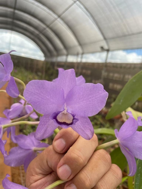 C.Bowringeana Coerulia / Adulta