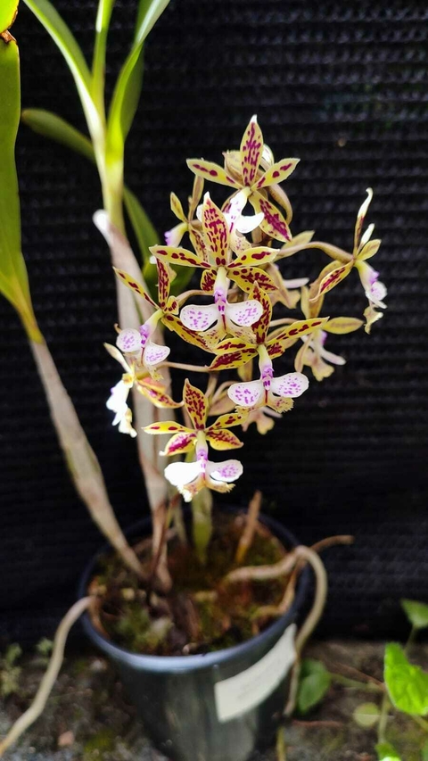 Epidendrum Starfordianum / Adulto