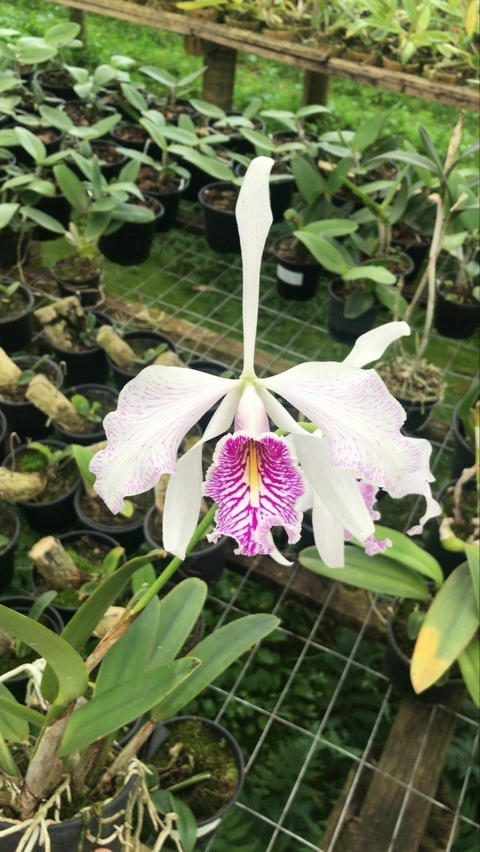 C. Maxima Semi Alba venosa Adulta - comprar online