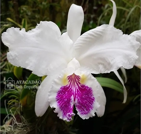 Luedemaniana Seme Alba Self / Tamanho 3