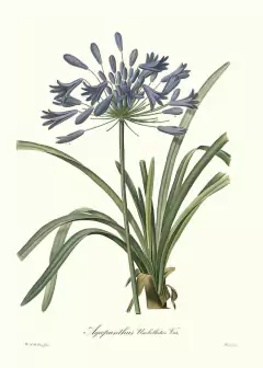 Agapanthus Umbellatus Var - Pierre Joseph Redouté