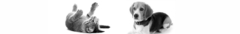 Banner de la categoría Dijes