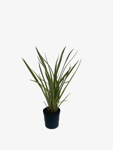 Formio V. Compacto - comprar online