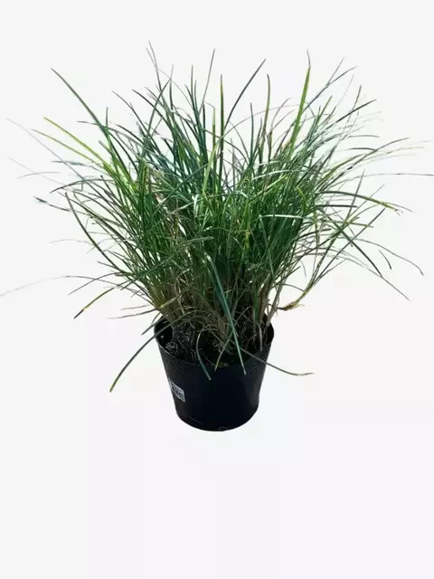 Pasto Ingles - comprar online