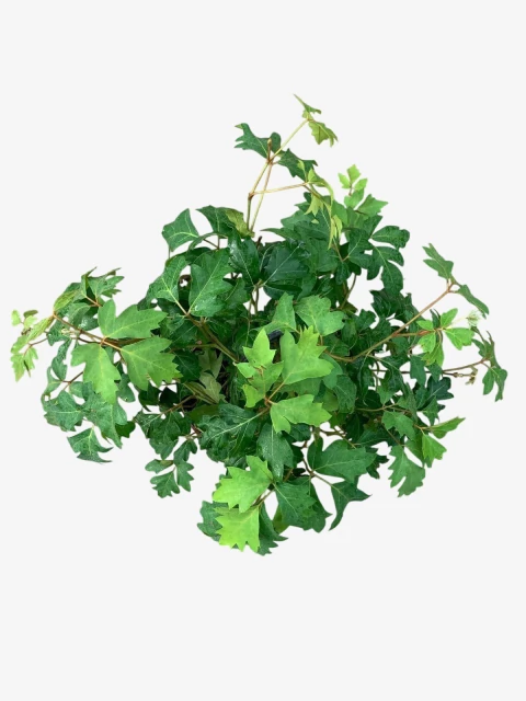 Cissus - comprar online