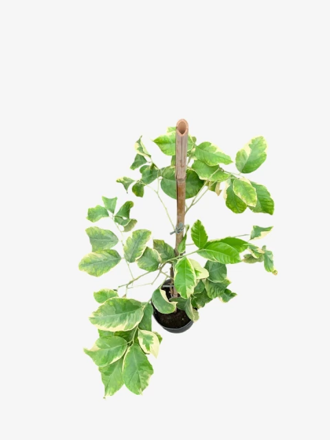 Limón Variegado - comprar online