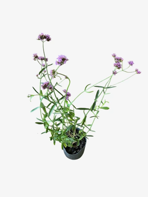 Verbena Bonariensis - comprar online