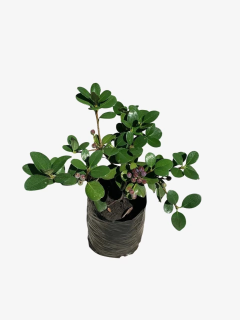 Raphiolepsis - comprar online