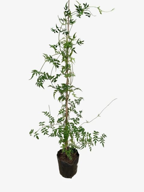 Jazmin Chino - comprar online