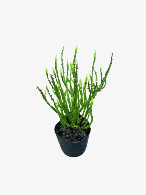 Carqueja - comprar online