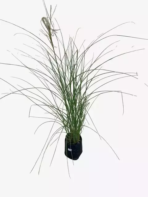 Miscanthus G. Silver - comprar online