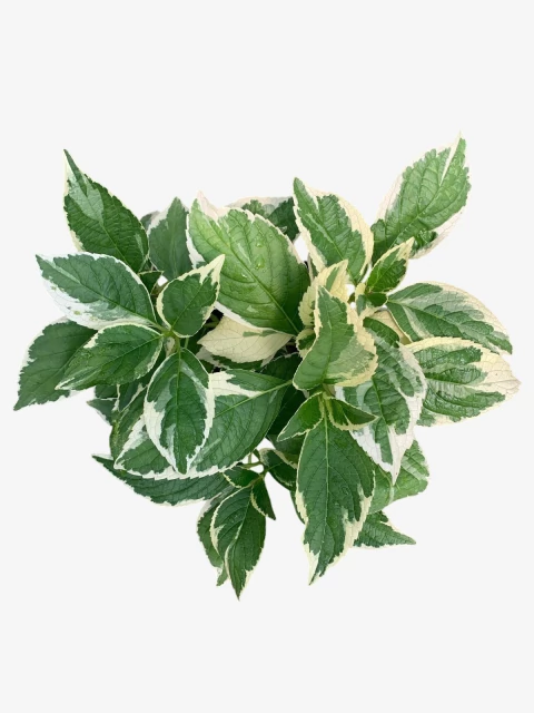 Hortensia Variegada - comprar online