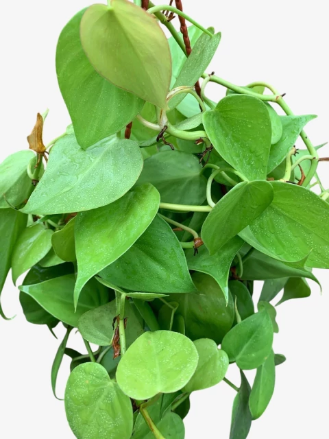 Cordatum Lemon - comprar online