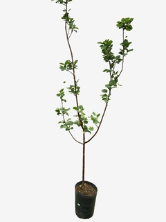 Ciruelo Inj. 1A. - comprar online