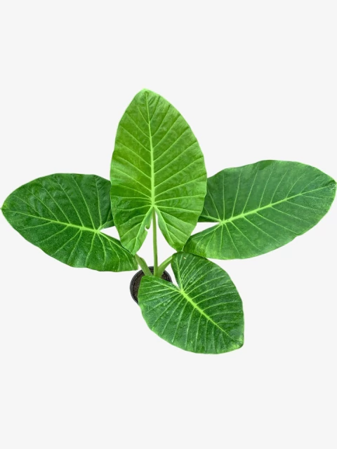 Alocasia macoriza - comprar online
