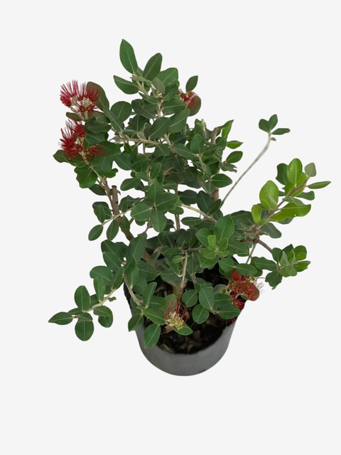 Metrosideros - comprar online