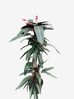 Calathea Stromante - VallsGarden