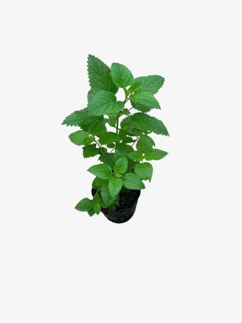 Aromáticas - comprar online