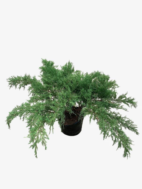 Juniperus C. Aurea