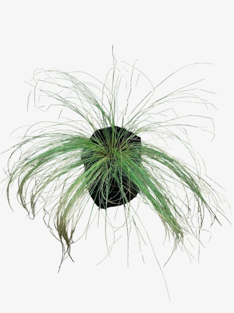 Stipa Tenuissima - comprar online