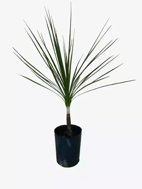 Cordyline Verde - comprar online