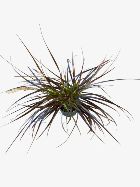 Pennisetum Rubrum - comprar online