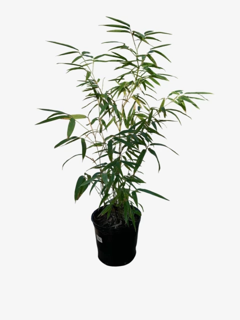 Caña Tacuara Negra - tienda online