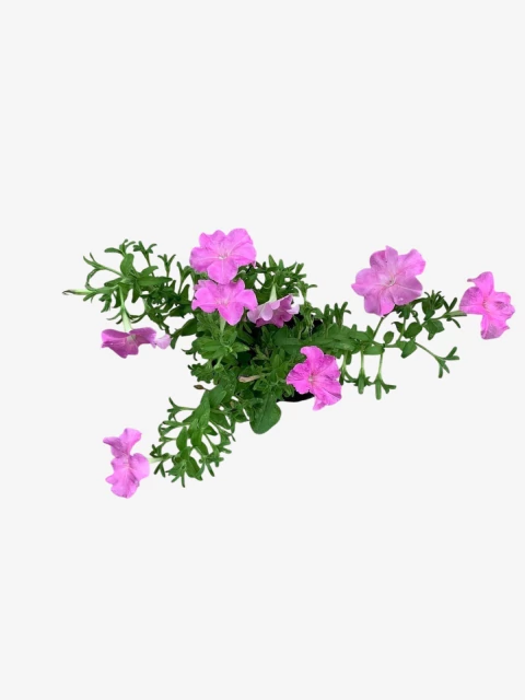 Petunia - comprar online