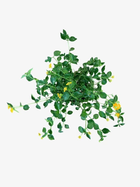 Lantana Rastrera - comprar online