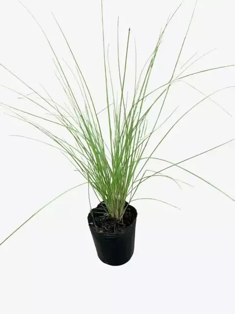 Pennisetum Rupelli - comprar online