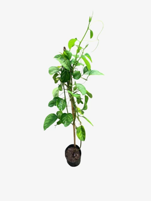 Pasionaria (alata) - comprar online